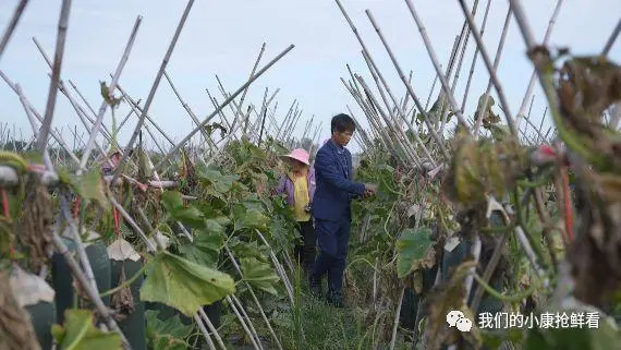 冬瓜种植视频播放_种植冬瓜致富视频_种植冬瓜挣钱吗