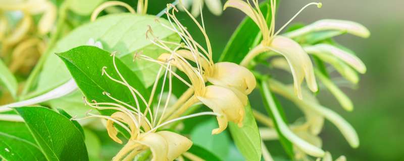 农业种植致富药材_致富药材种植农业公司_药材种植致富项目