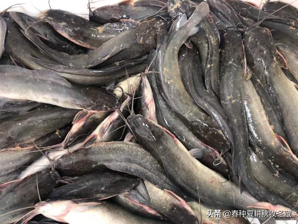 胡子鲶（塘角鱼）好吃又好养，但还是要注意这六点养殖建议