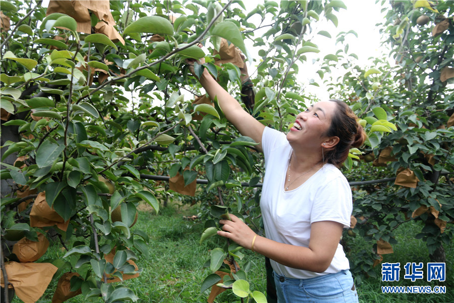 三门峡姑娘毕业回家创业：种植黄梨引领乡民奔小康