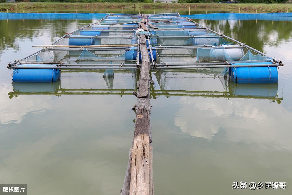 罗非鱼养殖池建设_鱼塘养罗非鱼喂什么长得快_罗非鱼塘养殖技术