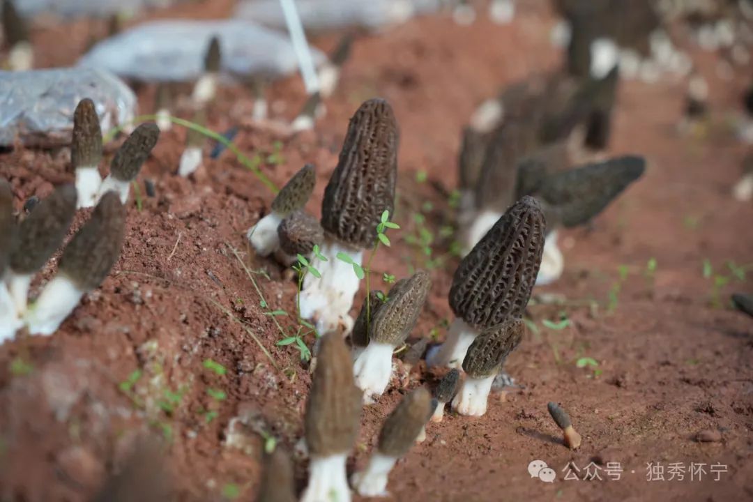 桑黄菌可以人工栽培吗_人工种植桑黄菌价格_现在种植桑黄菌可以致富吗