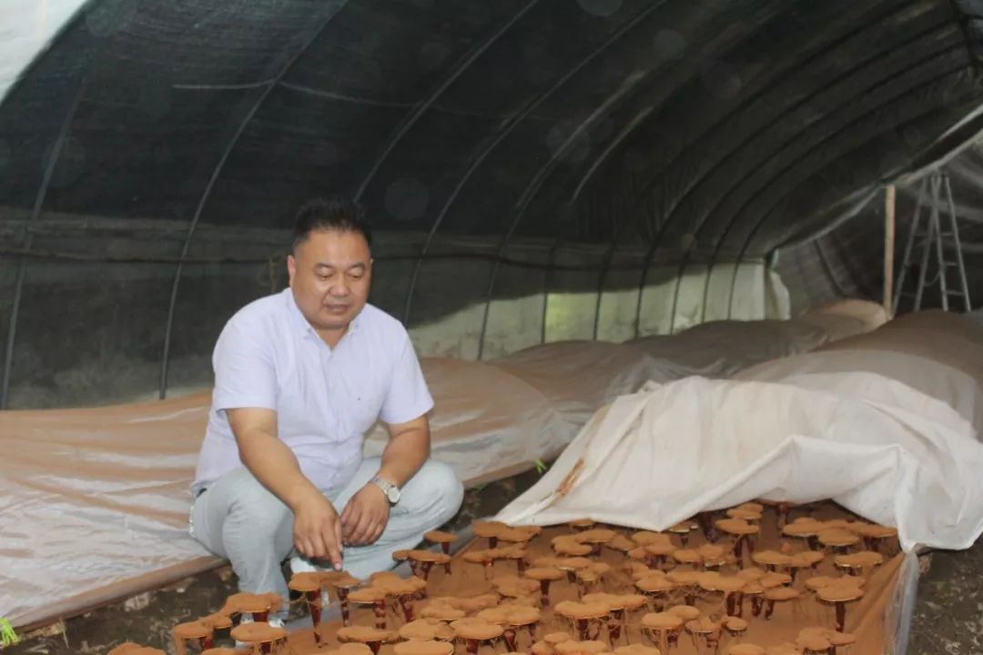 桑黄菌可以人工栽培吗_现在种植桑黄菌可以致富吗_人工种植桑黄菌价格