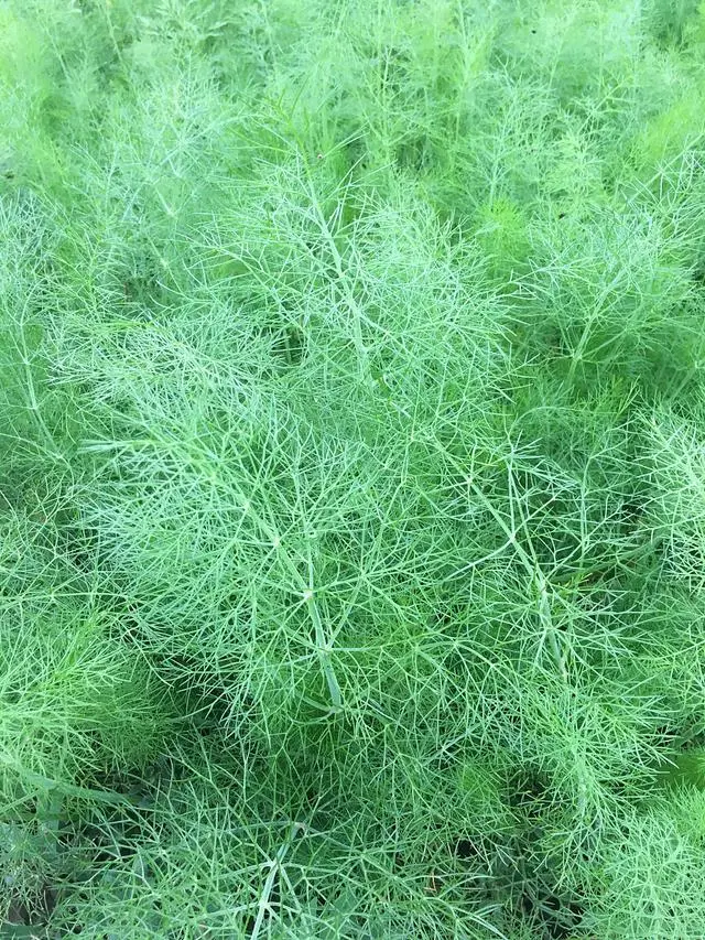 阳台种植香菜的方法和禁忌_阳台小回香种植技术_阳台种香草