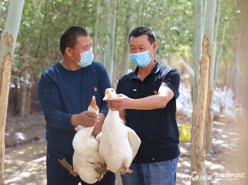 养鹅养鸭养鸡的利润哪个大_鸡鸭鹅养殖致富_养殖鹅致富经