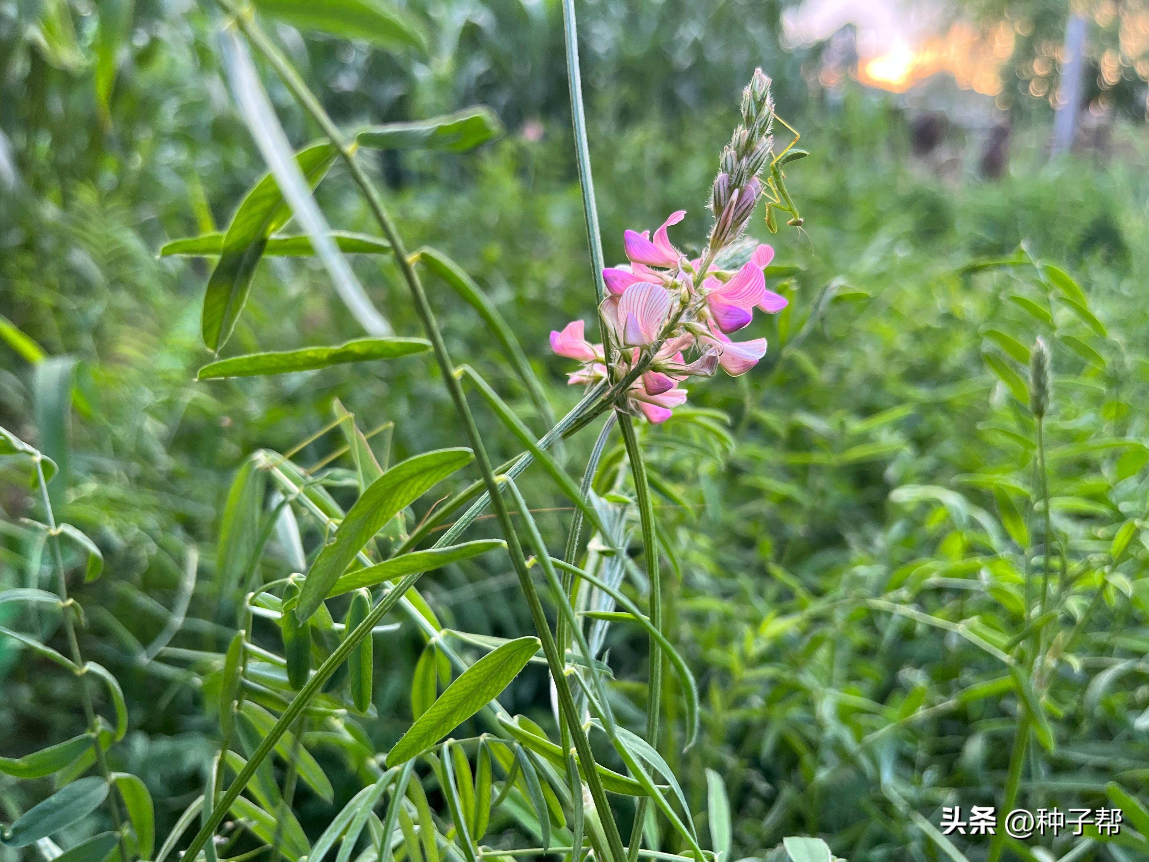 红豆种植时间和技术_红豆种植技术时间多长_红豆种植技术时间是多少