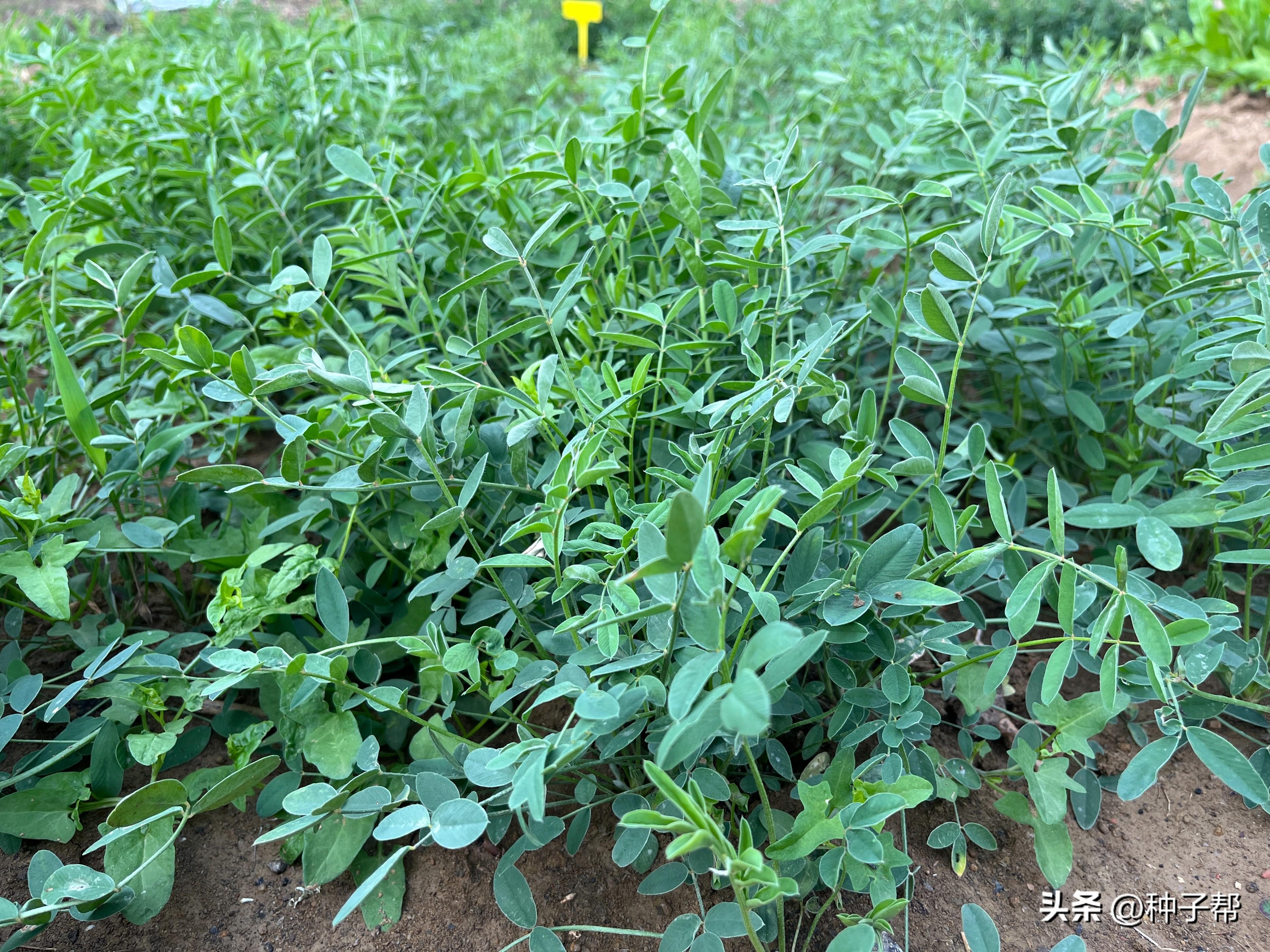 红豆种植技术时间是多少_红豆种植技术时间多长_红豆种植时间和技术