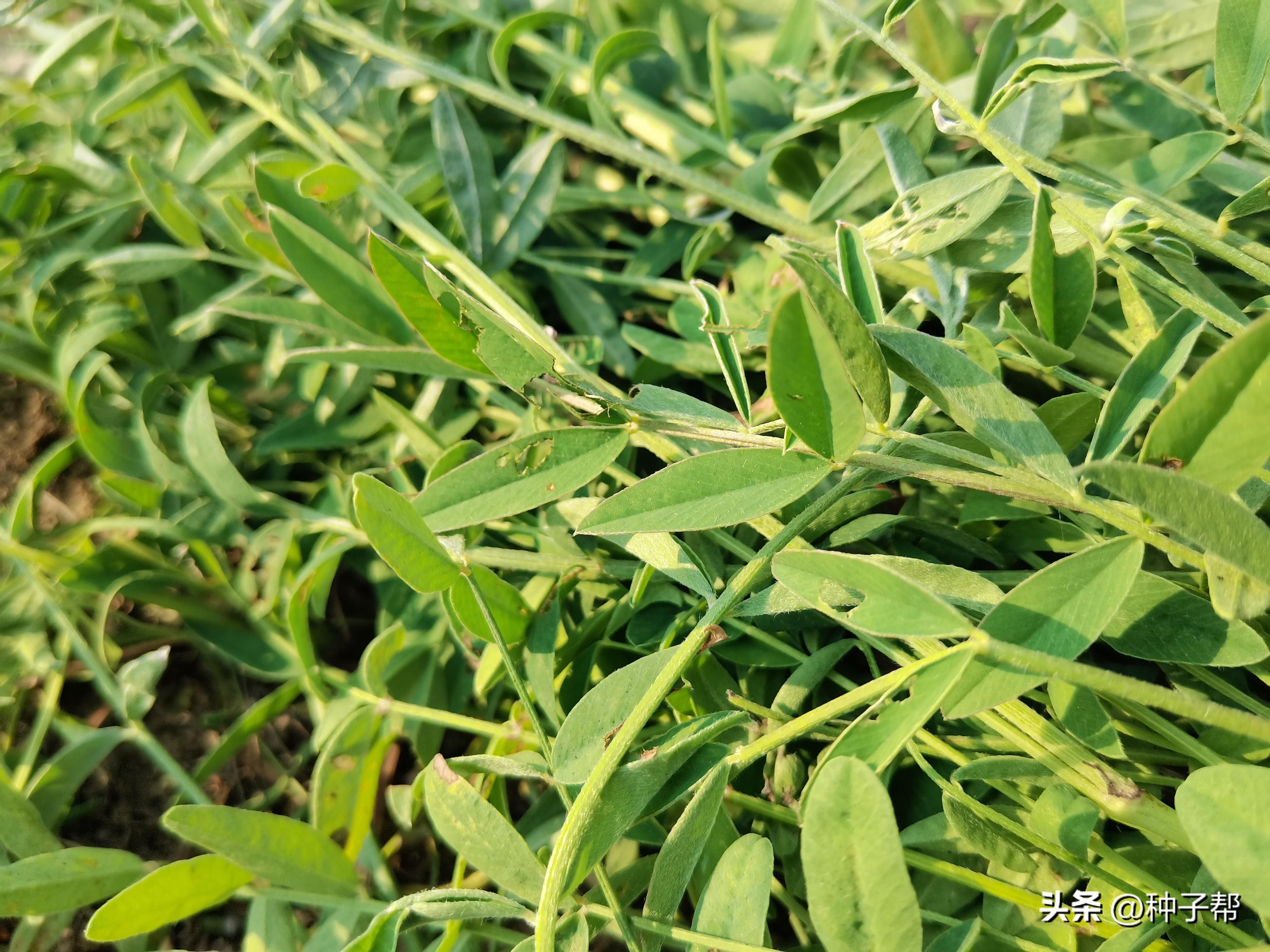 红豆种植时间和技术_红豆种植技术时间多长_红豆种植技术时间是多少