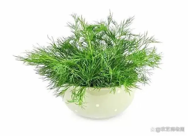 阳台盆栽小茴香，40天就能开吃，种植一次多年多次收割