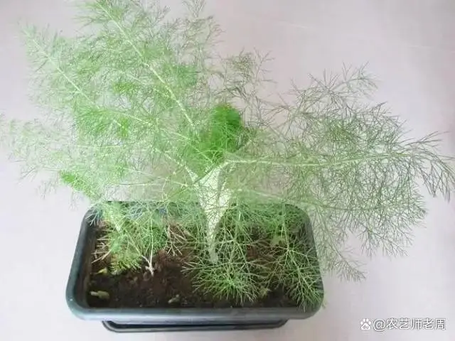 阳台种香草_阳台小回香种植技术_阳台种植香菜的方法和禁忌