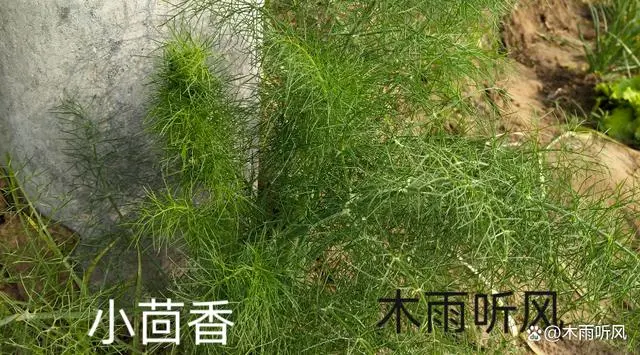 茴香种植方法与种植时间是怎样的？茴香种植实用技术