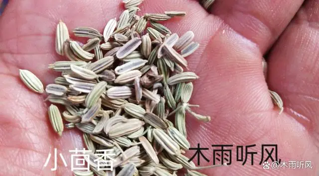 阳台种植香菜的方法和禁忌_阳台小回香种植技术_阳台种香菜方法