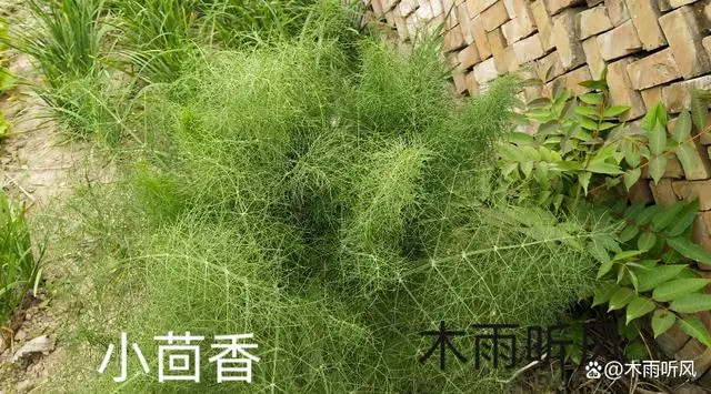 阳台小回香种植技术_阳台种香菜方法_阳台种植香菜的方法和禁忌