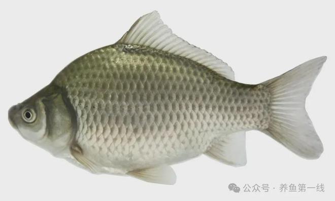 银鲫鱼亩产量多少_银鲫养殖视频_银鲫鱼养殖技术