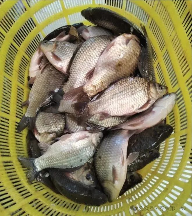 银鲫鱼养殖技术_银鲫养殖视频_银鲫鱼亩产量多少