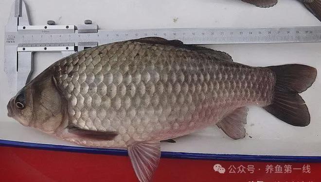 银鲫鱼养殖技术_银鲫鱼亩产量多少_银鲫养殖视频