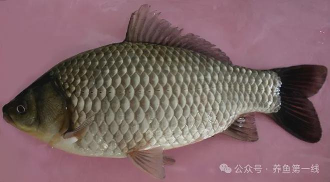 银鲫鱼亩产量多少_银鲫鱼养殖技术_银鲫养殖视频