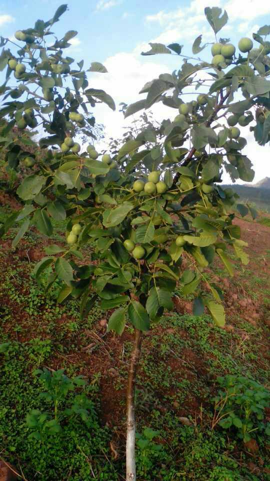 核桃种植技术视频教程_致富经核桃种植视频_种核桃的视频