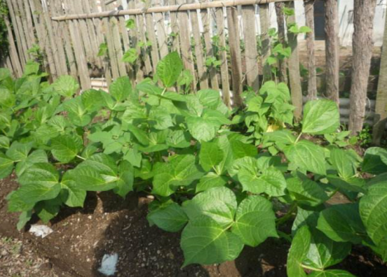 红豆种植技术时间多长_红豆种植时间和收获时间_红豆种植时间和技术