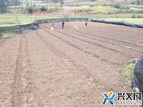 兴义威舍村民房前屋后种植白芨巧致富