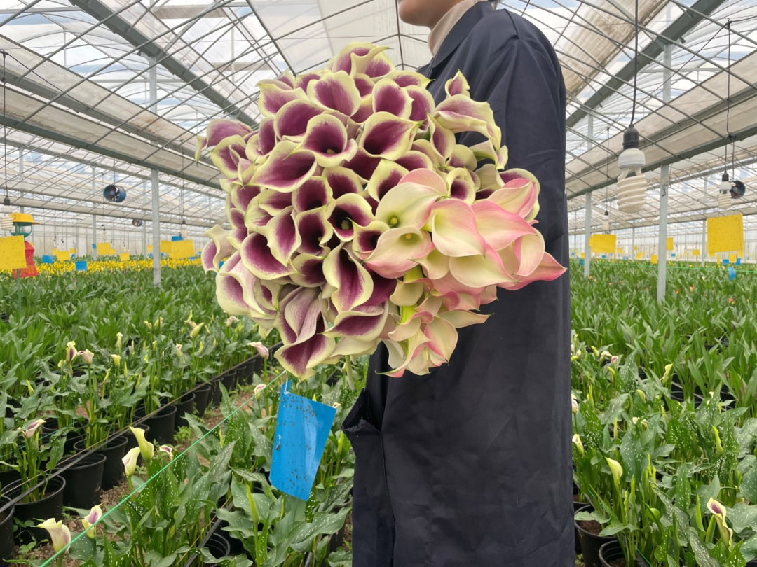 致富鲜花种植视频_鲜花种植致富_种花致富经