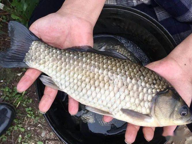 银鲫鱼亩产量多少_银鲫鱼养殖技术_银鲫养殖视频