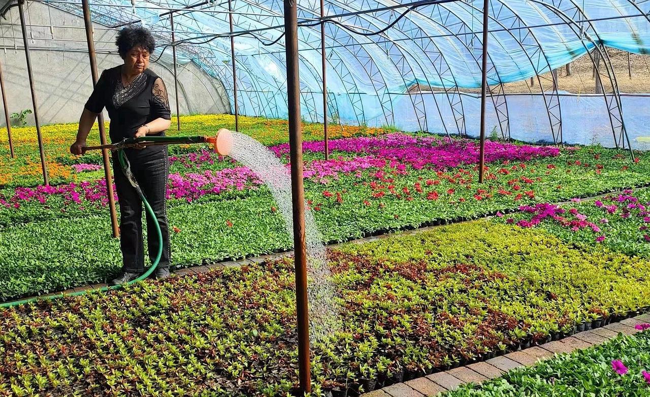 致富鲜花种植技术视频_鲜花种植致富_种植花卉致富