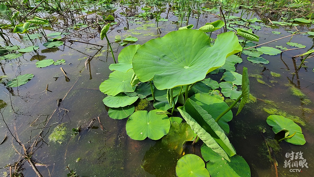 △村里种植的莲藕六号，一般亩产2000-2500公斤。（总台央视记者赵化拍摄）