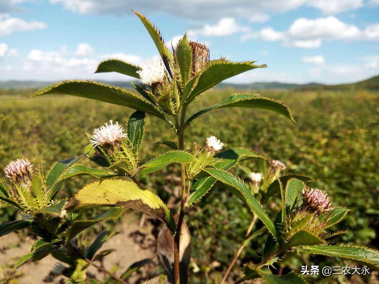 山鸡养殖中，有哪些可以日常使用的中药，来预防和保健呢？