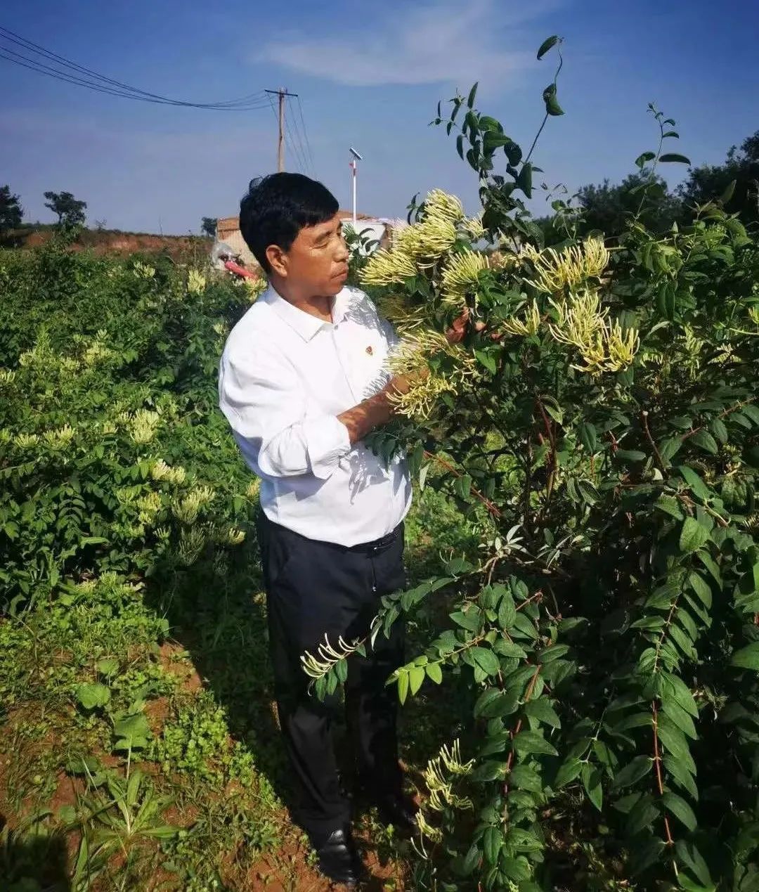 村民种植黑皮冬瓜致富_渭南菌包厂_渭南种植致富菌