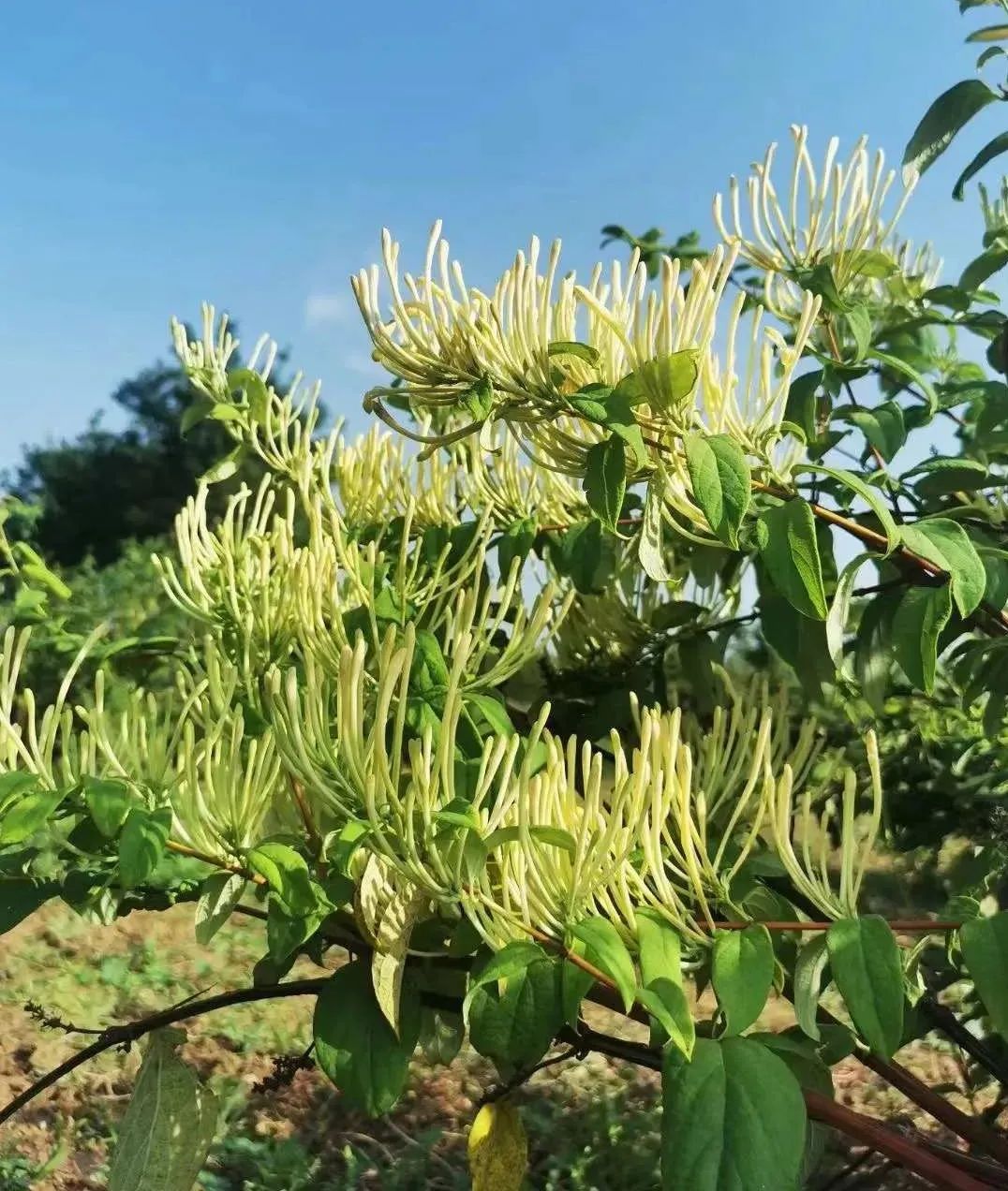 渭南菌包厂_村民种植黑皮冬瓜致富_渭南种植致富菌