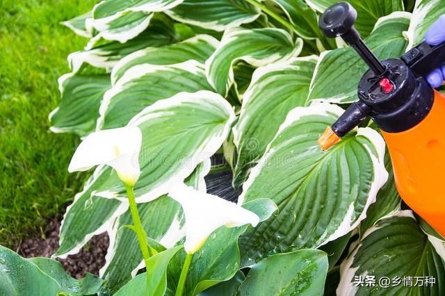 种植花卉致富_鲜花种植致富_致富鲜花种植视频