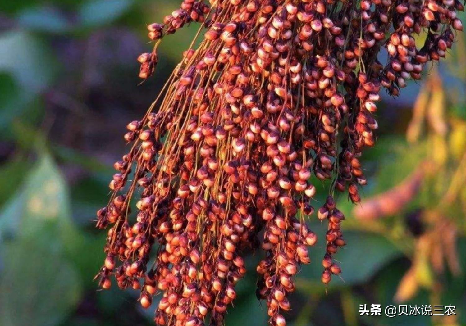 种植红小豆，解析不同时期的生长特点，能提高5倍产量