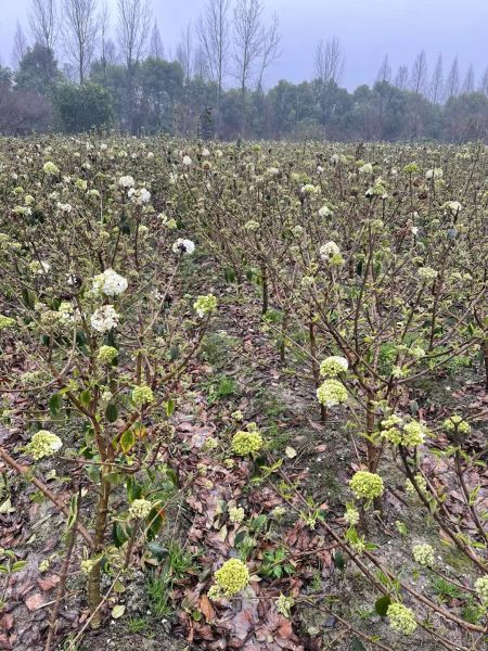 致富鲜花种植视频_鲜花种植致富_种花致富选什么品种