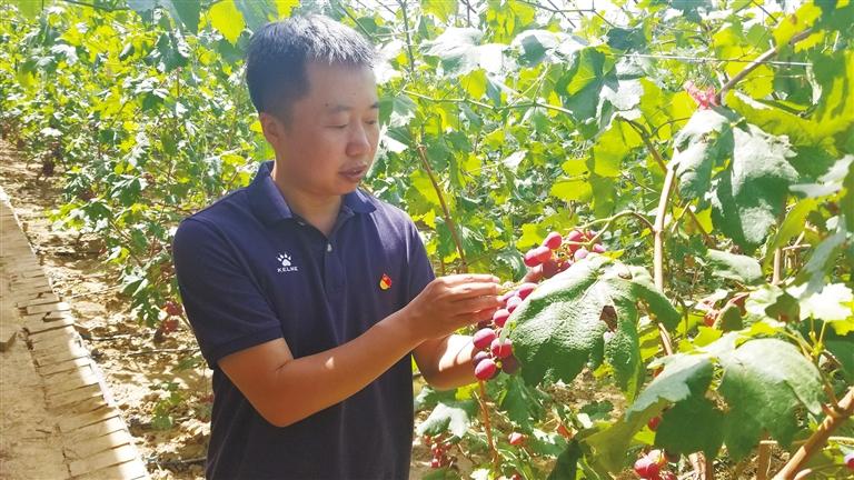 大棚提子种植技术_大棚种植技术提子图片_种植提子需要大棚吗