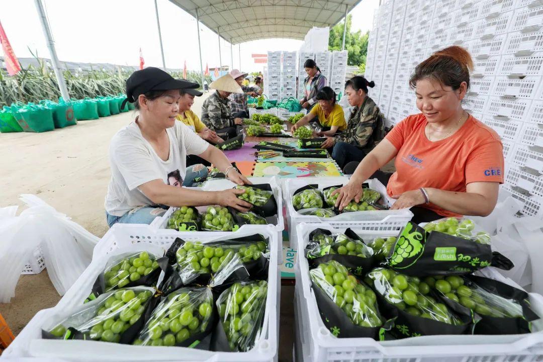 致富经葡萄盆景视频_致富经提子葡萄视频_致富经葡萄种植视频