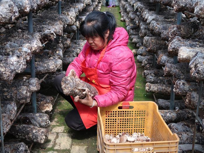 渭南种植致富菌_菌类种植基地_村民种植黑皮冬瓜致富