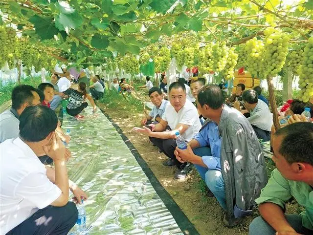 渭南菌包厂_农村种植什么能致富_渭南种植致富菌