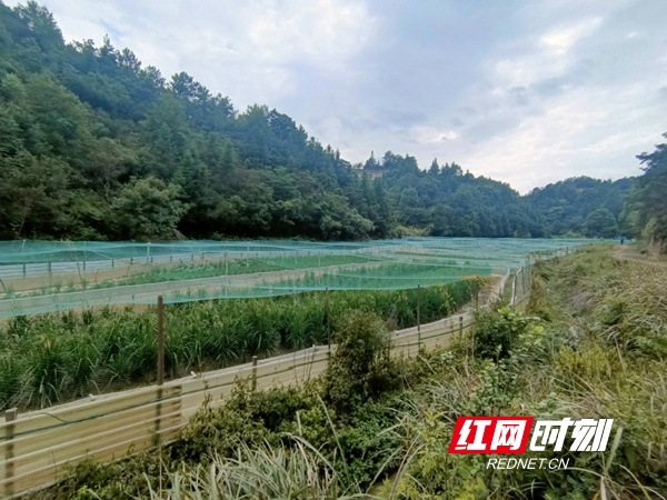 我为群众办实事丨创新利益联结机制 助力蛙农闯出致富路