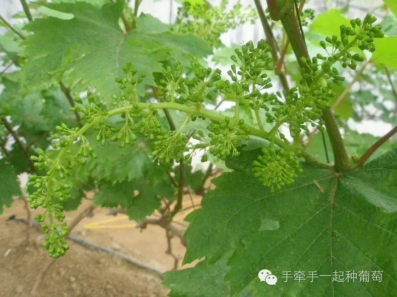 玫瑰花种植技术大全_玫瑰种植大全花技术图解_玫瑰种植大全花技术视频