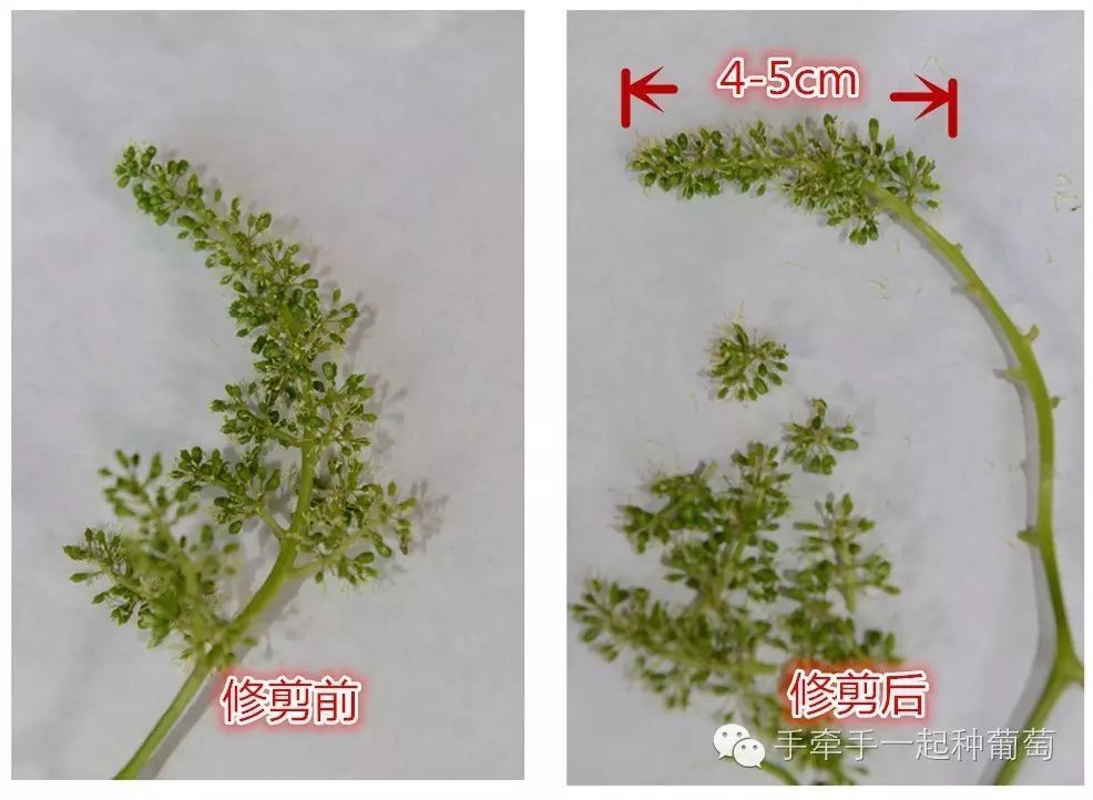 玫瑰种植大全花技术图解_玫瑰种植大全花技术视频_玫瑰花种植技术大全