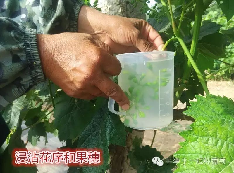 玫瑰种植大全花技术图解_玫瑰花种植技术大全_玫瑰种植大全花技术视频