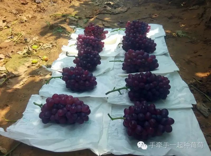 玫瑰花种植技术大全_玫瑰种植大全花技术图解_玫瑰种植大全花技术视频