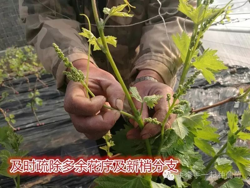 玫瑰种植大全花技术视频_玫瑰的种植技术_玫瑰花种植技术大全