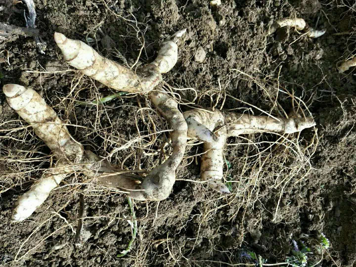 苦黄精种植技术_苦黄精种植技术_苦黄精种植技术