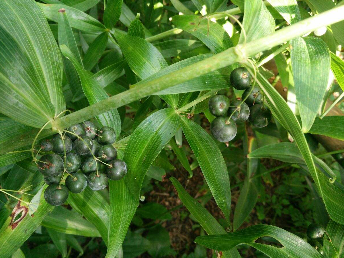 苦黄精种植技术_苦黄精种植技术_苦黄精种植技术