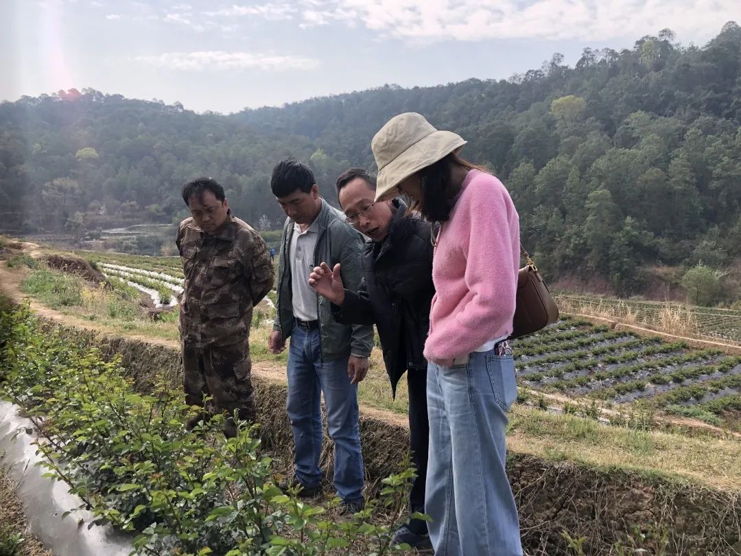 玫瑰种植大全花技术图解_玫瑰花种植技术大全_玫瑰的种植技术