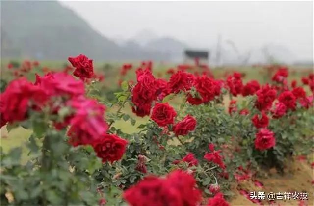 玫瑰的种植技术_玫瑰花种植技术大全_玫瑰种植法