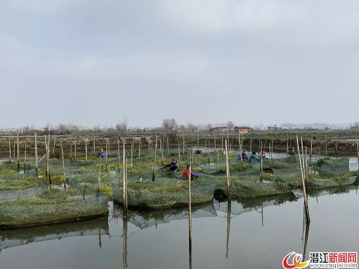 致富黄鳝养殖_致富养殖黄鳝怎么样_致富养殖黄鳝视频