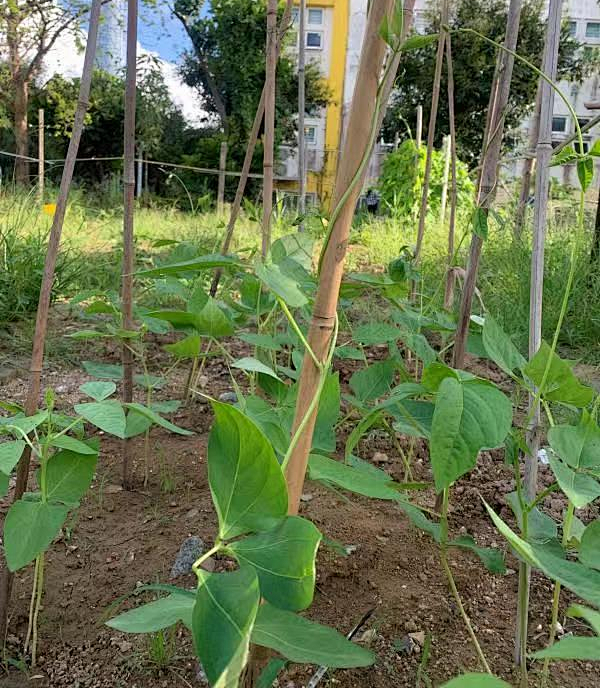 向日葵盆栽种植技术要点_向日葵盆栽种植技术与管理_向日葵盆栽种植技术